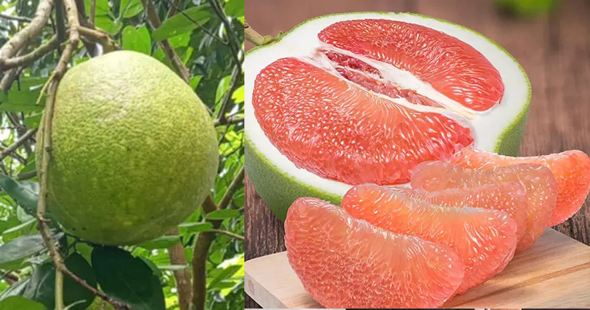 ভু’লেও যারা জাম্বুরা খা’বেন না, জেনে নিন না হয় বি’পদ!