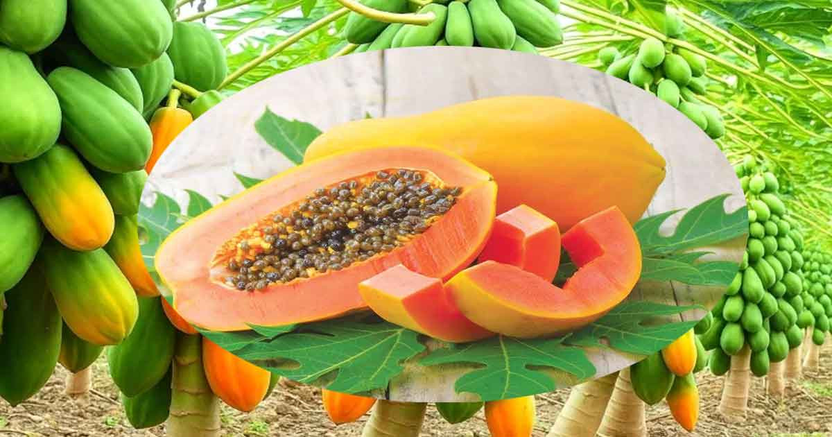 ভু’লেও যারা পেঁপে খা’বেন না, জেনে নিন না হয় বি’পদ!
