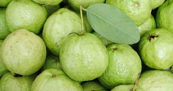 পে’য়ারা ভালো, তবে এই সব রো’গীরা খেলে ঝুঁ’কি বাড়তে পারে! জানতেন? জেনে নিন