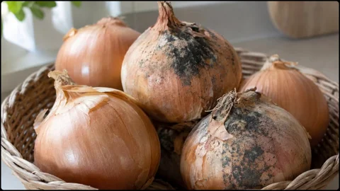 পেঁ’য়াজের গা’য়ে কালো দা’গ, খা’ওয়া কতটা নি’রাপদ, জেনে নিন এক্ষুনি